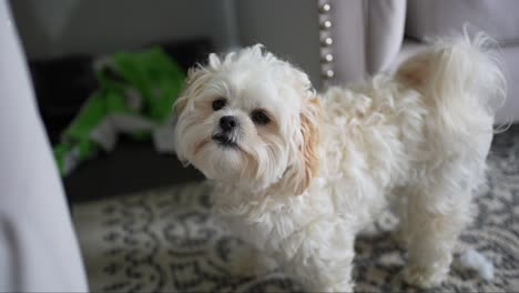 Cute-dog-looking-at-the-camera-before-the-haircut