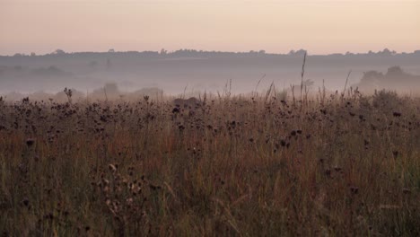 establishing shot of one eland antelope in foggy tall grass savanna