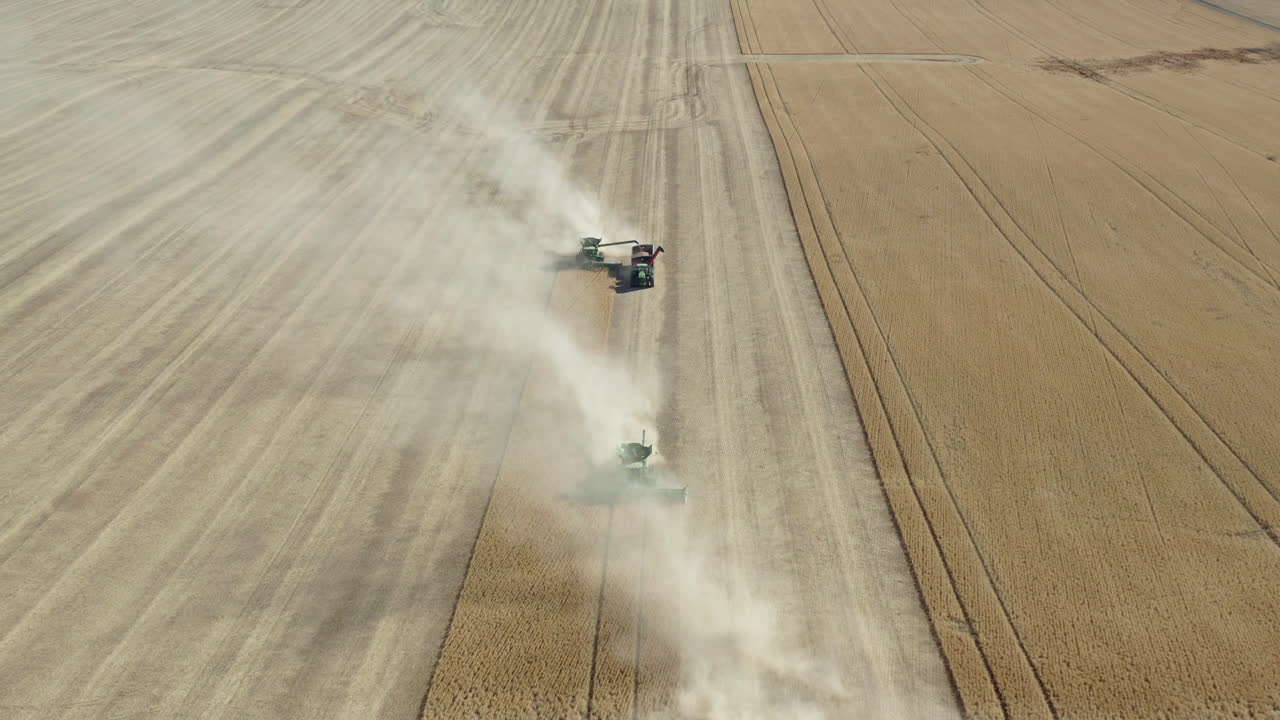 Vista aérea, colheitadeiras trabalhando em um campo agrícola, coletando grãos de trigo.