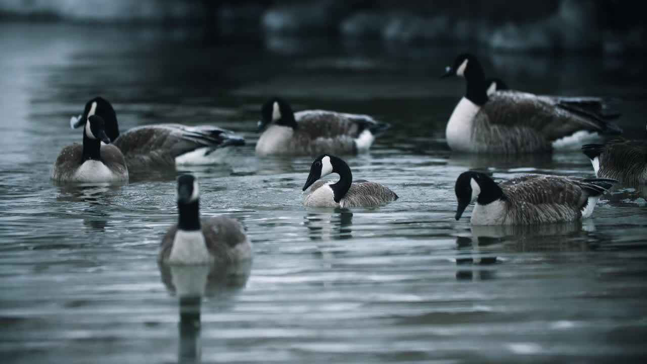 bandada de gansos canadienses salvajes chapoteando y bañándose en aguas tranquilas del lago