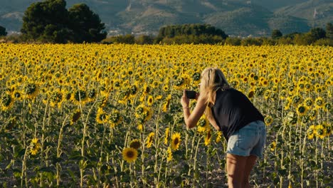 Taking-a-photo-of-a-field-of-sunflowers-in-summer