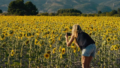 Tomando-Una-Foto-De-Un-Campo-De-Girasoles-En-Verano