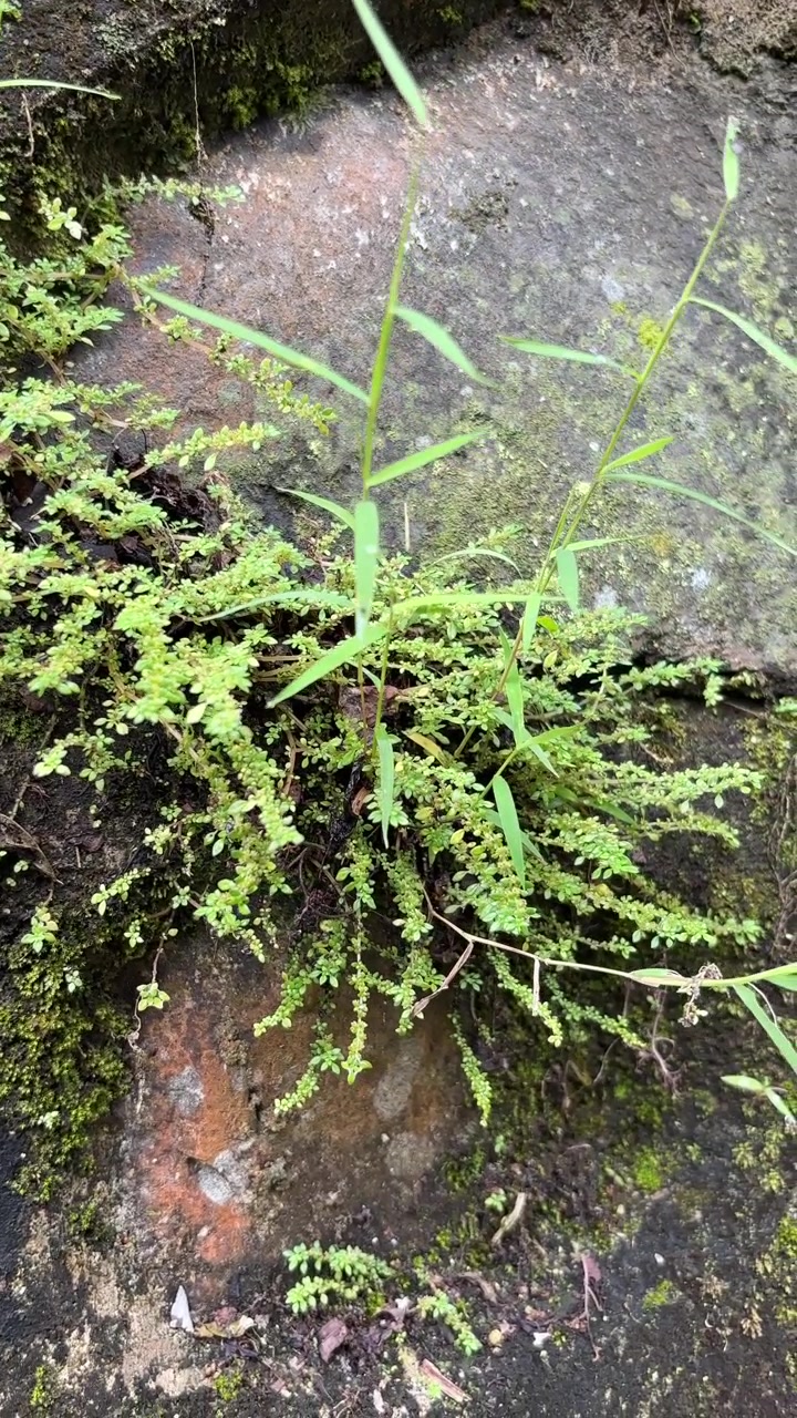 Piccole piante verdi che crescono su un muro di pietra umido
