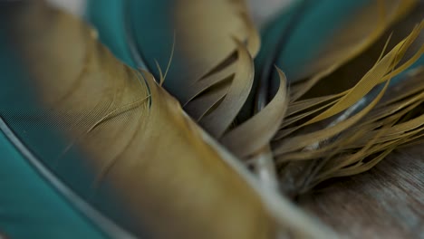 beautiful macaw feathers, blue and gold macaw feathers - close up