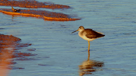 el sandpiper de patas amarillas de pie en el agua al atardecer