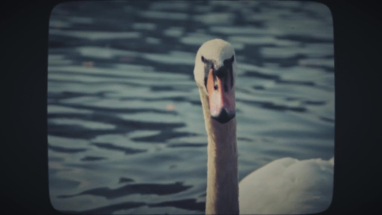 Swan floating in a blue lake, close up