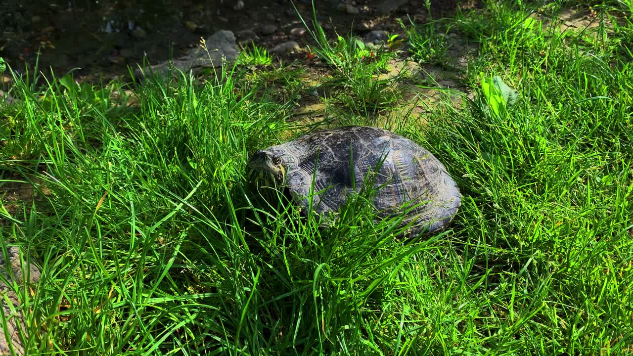 Close-up View on Yellow Bellied Pond Slider Turtle Out of Water in Green Grass Beside the Lake in a Park