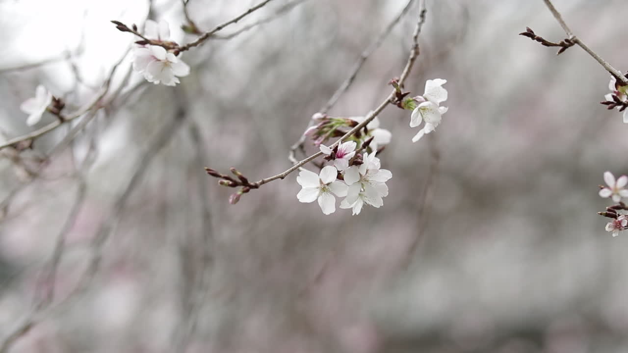 Fiori di ciliegio bianchi e boccioli su un ramo, primo piano