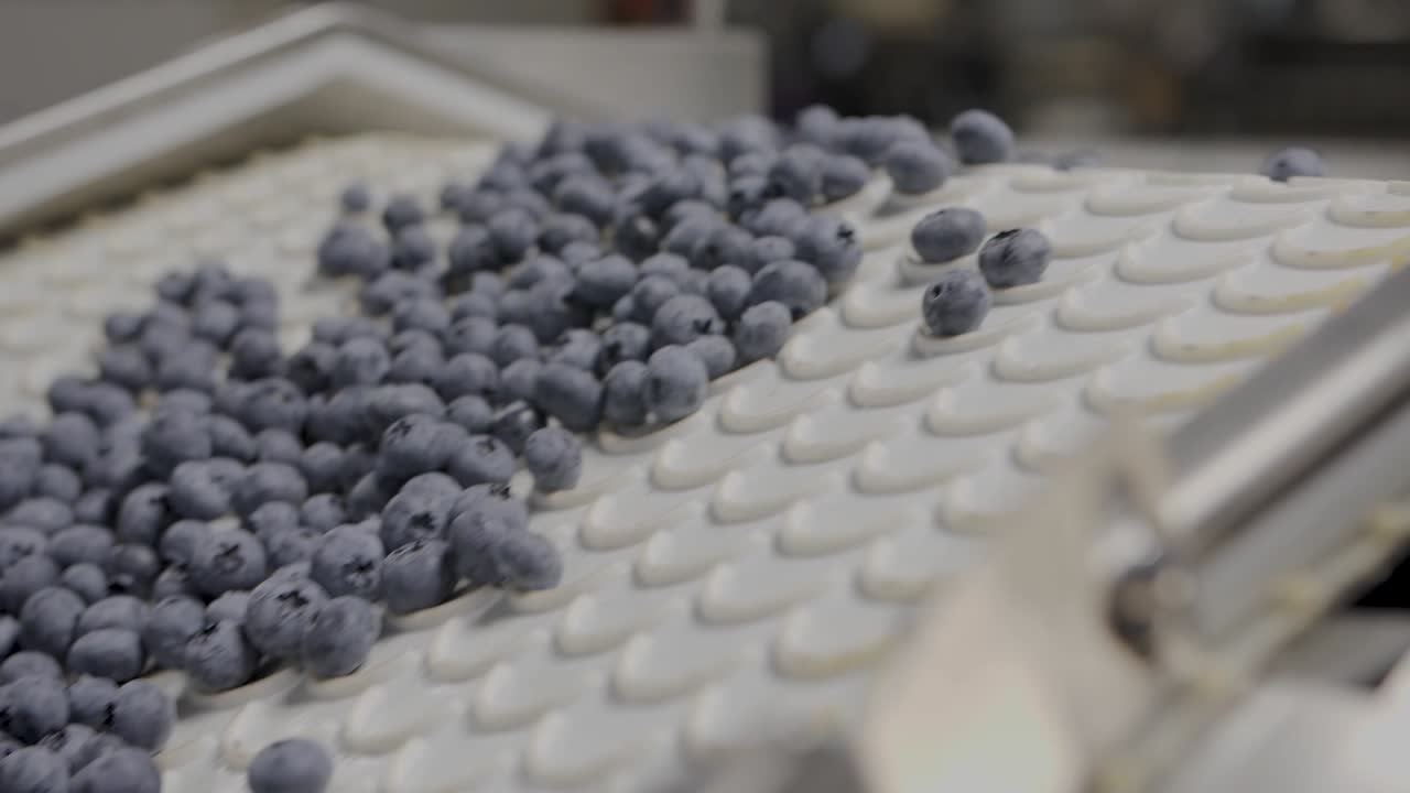 블루베리 가공 및 포장 공장