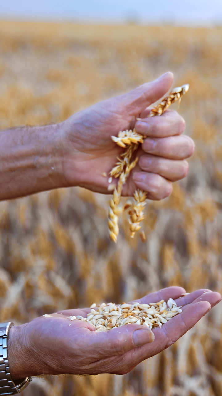 Le mani di un vecchio contadino che sfregano le spighe mature di grano. Grani secchi cadono sul palmo della mano dell'uomo. Campo sfocato sullo sfondo