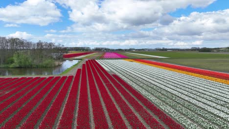 flying over tulip fields in holland at spring