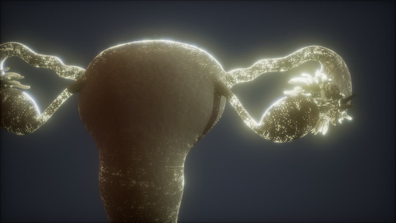 anatomía del sistema reproductivo femenino