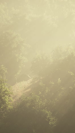 misty forest landscape