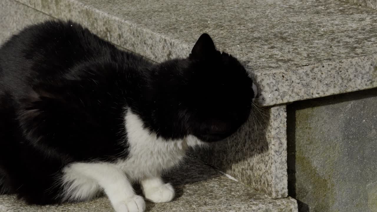 gato de esmoquin blanco y negro olfateando escaleras de piedra y mirando a su alrededor