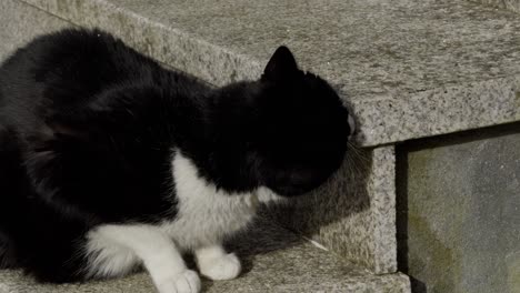 black and white tuxedo cat sniffing stone stairs and looking around