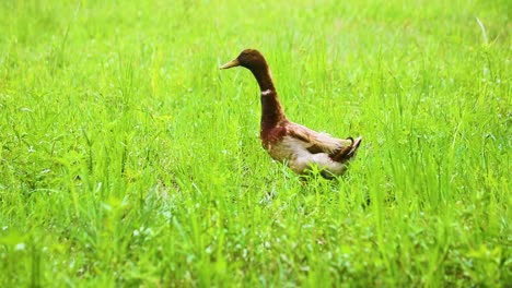 male duck drinks and quacks in green meadow