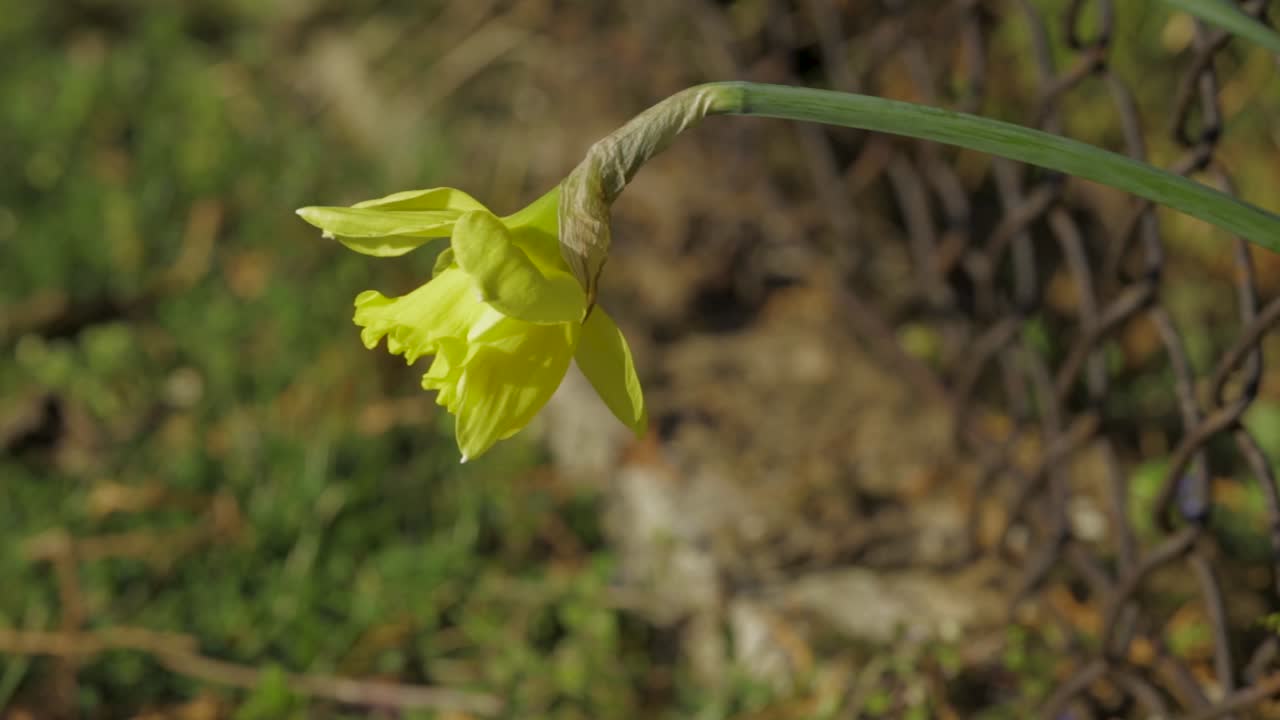 En pen gul narsissblomst i full blomst på grønn stilk under det livlige sollyset i villmarken - selektivt fokus - kamerakjøring