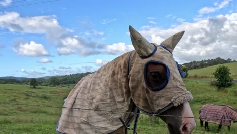 burro con una máscara de mosca y pastoreo de sábanas