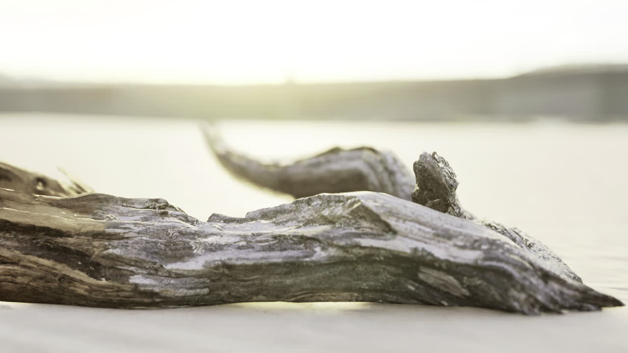 a madeira flutuante repousa tranquilamente na costa à medida que o sol nasce sobre o oceano.