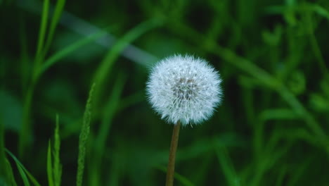 primer plano de un diente de león solitario en un campo de hierba