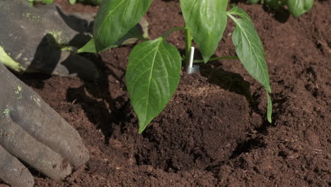 planting seedling vegetables in organic cultivation agriculture