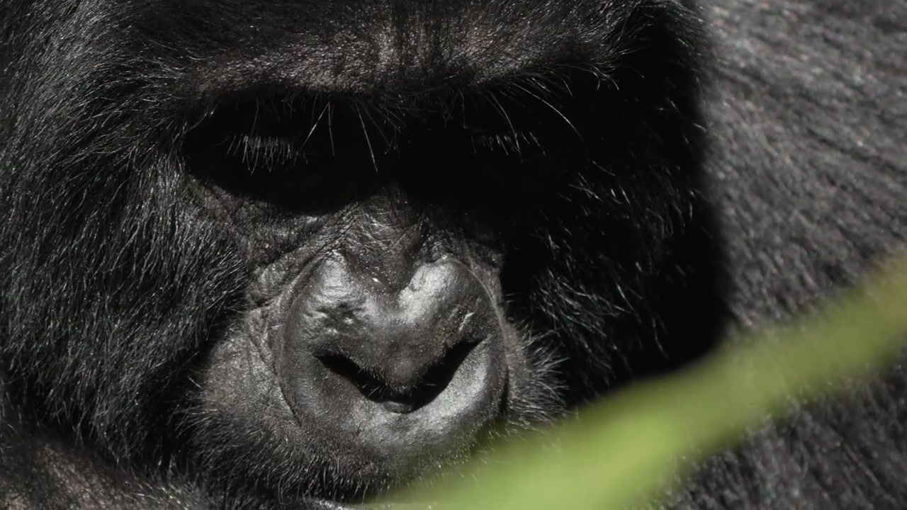 Primo piano del volto di un gorilla di montagna in Uganda