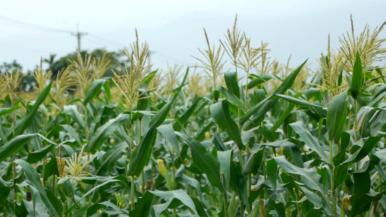 Green corn stalks blowing in gentle breeze
