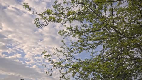 Trees-and-leaves-moving-in-cloudy-weather,-slow-motion