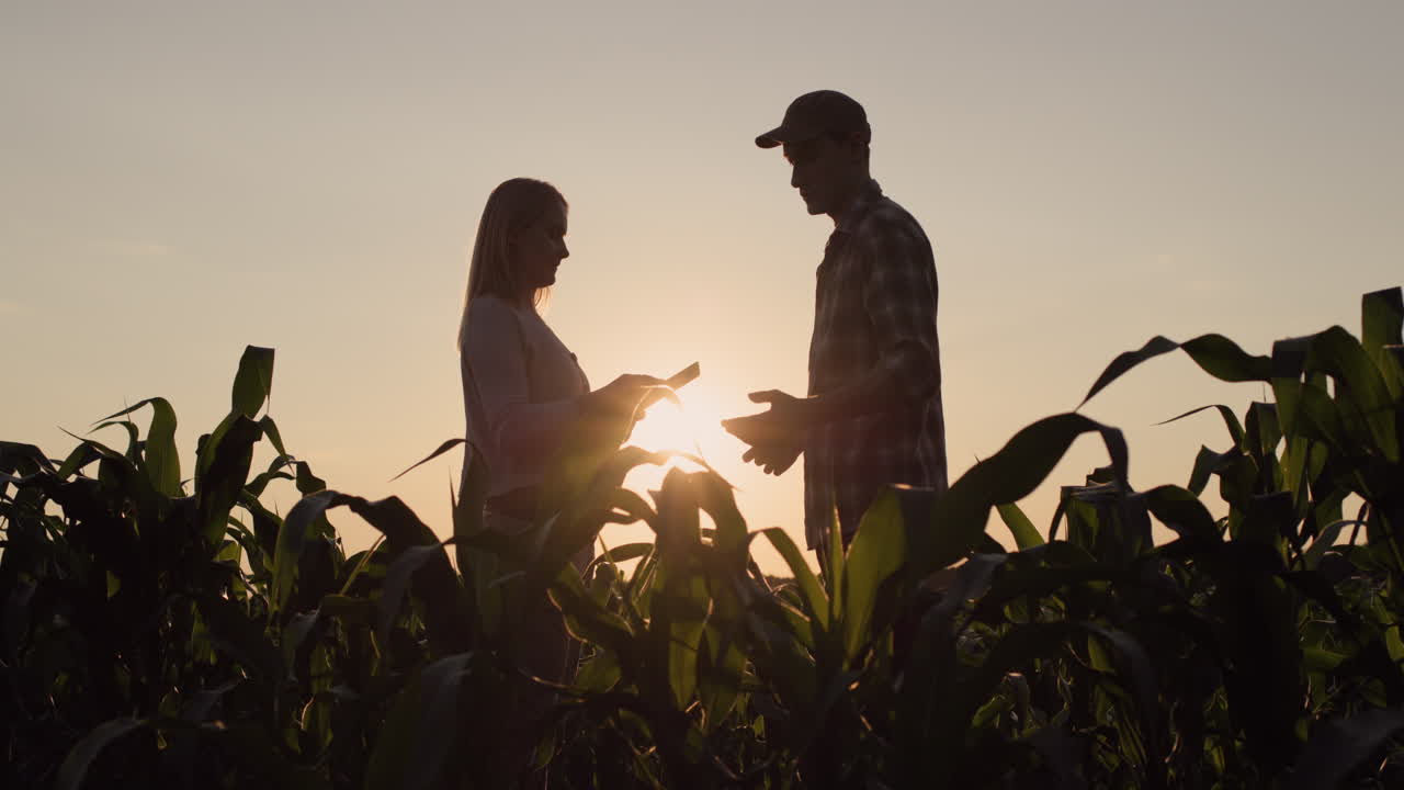 dos agricultores masculinos y femeninos. trabajan en el campo de maíz al atardecer, usan una tableta
