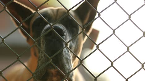 dog barking locked behind fence. great dane breed barking against intruders in 4k clip resolution