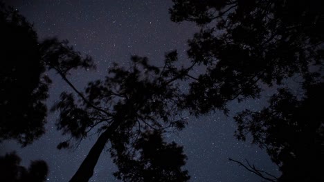 a timelapse of the stars passing through the night sky above the tree tops in 4k