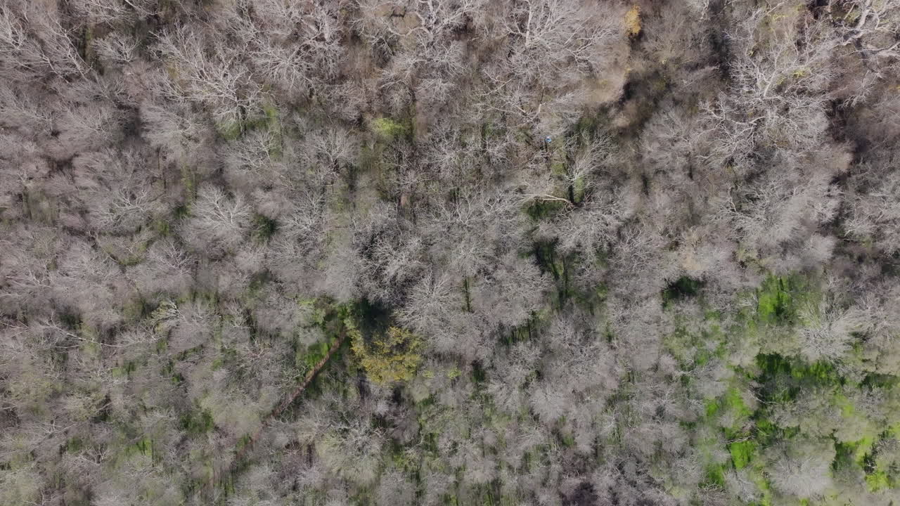 Aerial drone down view shot of dead trees in forest