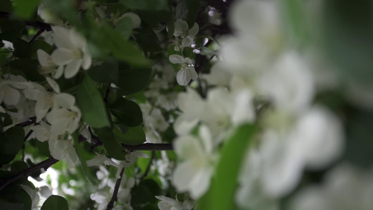 아름다운  사과 꽃