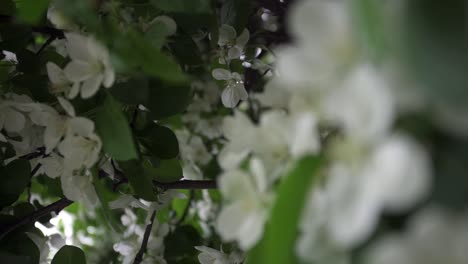hermosas flores de manzana blanca