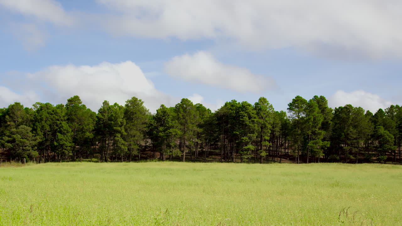 Wide shot of an open green field with trees in the background under a sky filled with clouds. Gentle movement of clouds and grass creates a peaceful and scenic landscape