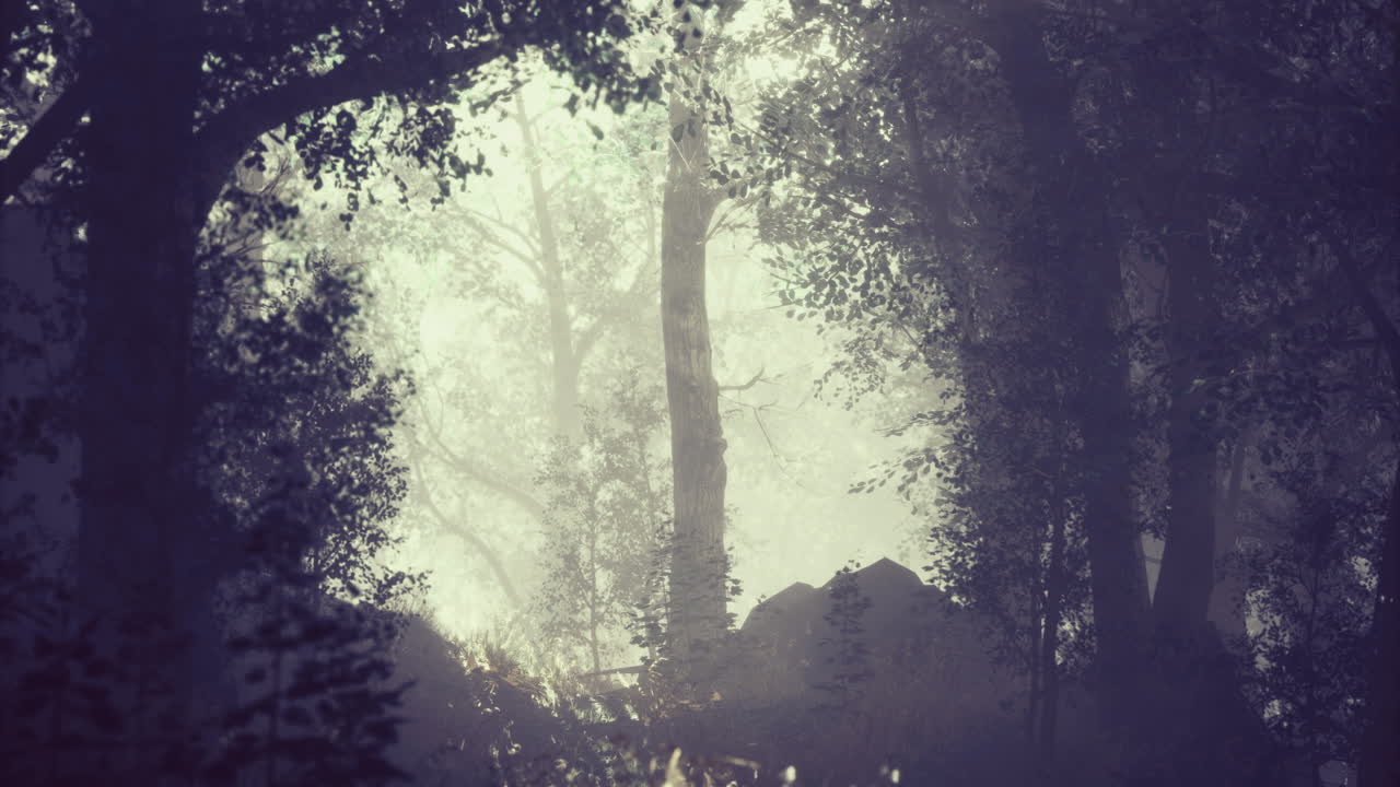 Mysterious fog envelops a tranquil forest during early morning hours