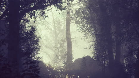mysterious fog envelops a tranquil forest during early morning hours