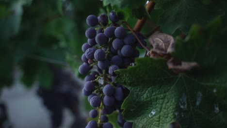 focusing on ripe grapes in the napa valley