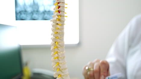 human spine model and x-ray in medical office