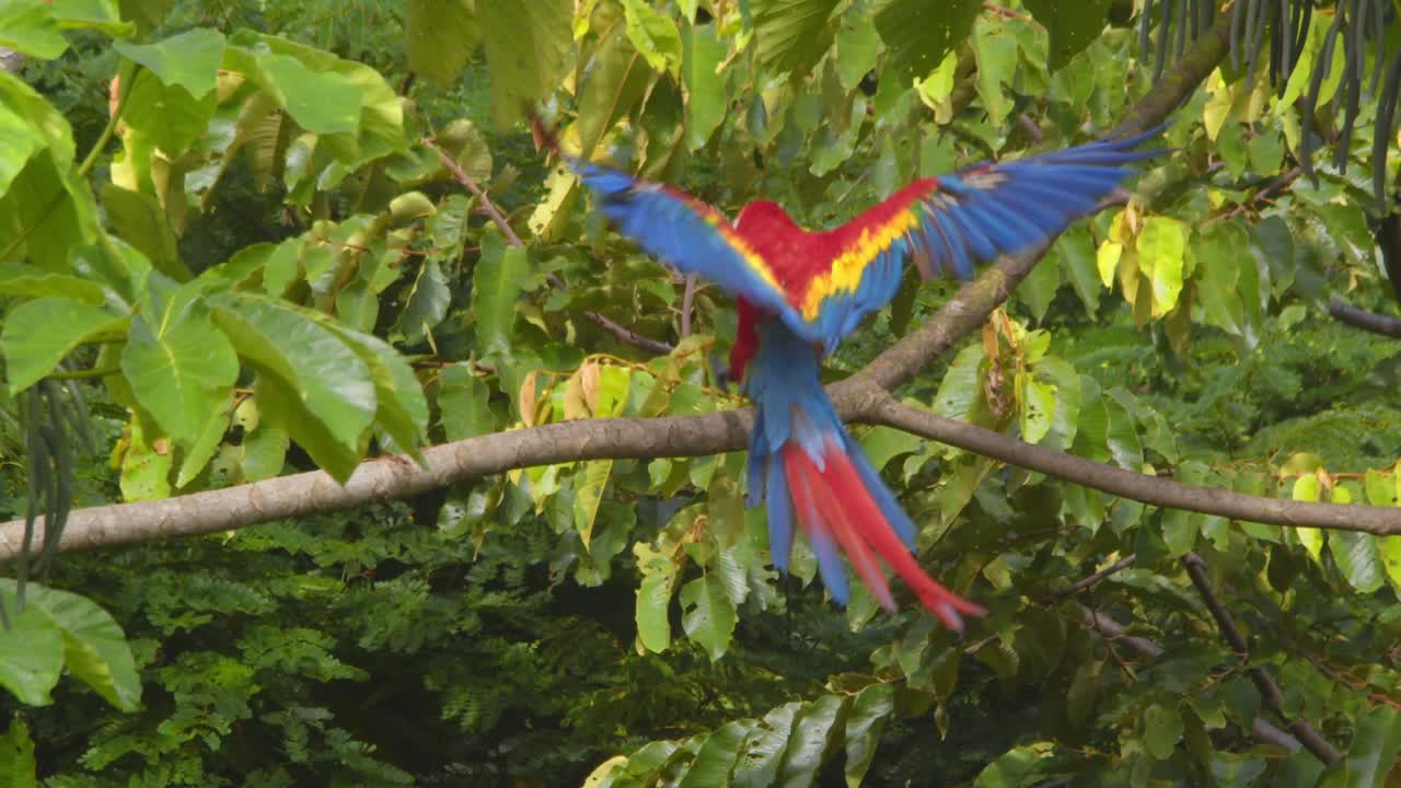 A dazzling Scarlet Macaw incoming slow motion over Peru’s lush rainforest to land on branch showcasing its vibrant plumage.
