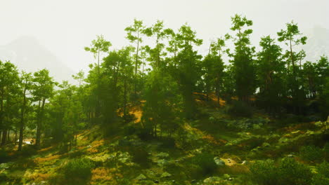 misty mountain pine forest