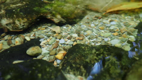 rocks at the bottom of the stream in the bush