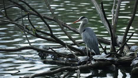 the gray heron standing with turtles on some logs which is sticking out of the water