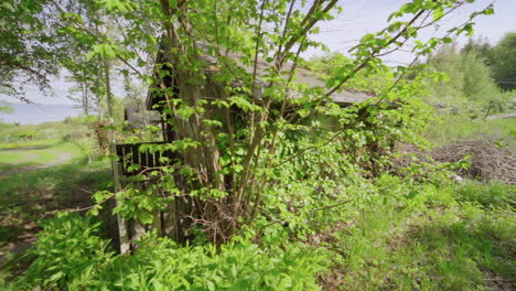 Antigua-Cabaña-Rústica-Cubierta-De-Vegetación-En-La-Naturaleza