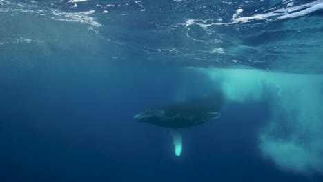 Young-humpback-whale-in-slow-motion-in-clear-water-around-the-island-of-Tahiti,-south-Pacific,-French-Polynesia