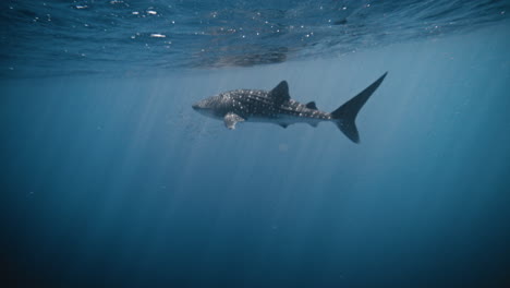 Full-body-view-of-whale-shark-in-slow-motion-cruising-along-surface-of-water-calmly