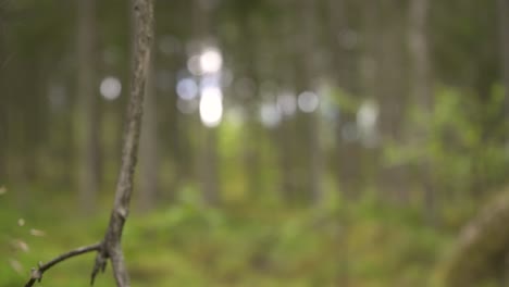 close-up shot of spiderweb in a scandinavian forest