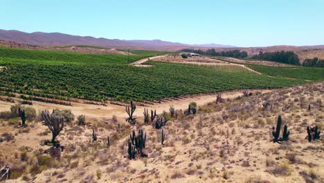 slow dolly past cacti revealing young vines in fray jorge, limari valley, chile