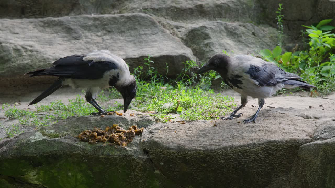 Hooded crow forages and feeds on natural rock ledge in shaded outdoor zoo environment