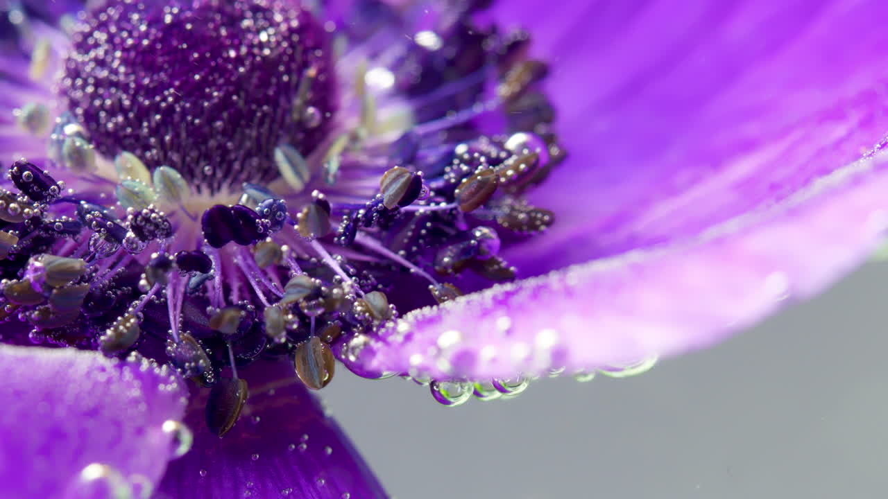 primer plano de una anémona púrpura